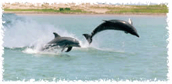 dolphins swimming and jumping